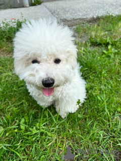 Photo №1. bichon frise - for sale in the city of Анталья | 740$ | Announcement № 65720