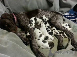 Photo №1. german shorthaired pointer - for sale in the city of Freiburg | 634$ | Announcement № 120862