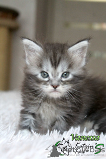 Photo №4. I will sell maine coon in the city of St. Petersburg. private announcement, from nursery, breeder - price - 528$