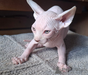 Additional photos: Three Sphynx boys are looking for a family.