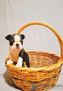 Photo №2 to announcement № 132787 for the sale of boston terrier - buy in Serbia breeder