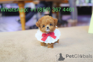 Photo №4. I will sell poodle (toy) in the city of Boise. breeder - price - negotiated