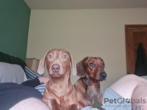 Photo №2 to announcement № 132789 for the sale of dachshund - buy in Germany private announcement
