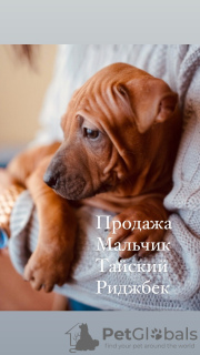 Photo №2 to announcement № 9336 for the sale of thai ridgeback - buy in Russian Federation private announcement