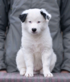 Photo №2 to announcement № 5598 for the sale of yakutian laika - buy in Ukraine private announcement