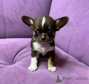 Photo №1. non-pedigree dogs - for sale in the city of Alabama | 800$ | Announcement № 167173