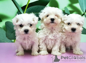 Photo №1. maltese dog - for sale in the city of Paris | negotiated | Announcement № 40423