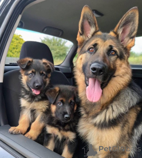 Photo №1. german shepherd - for sale in the city of Cologne | negotiated | Announcement № 158378