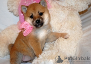 Photo №1. shiba inu - for sale in the city of Stockholm | 250$ | Announcement № 117969