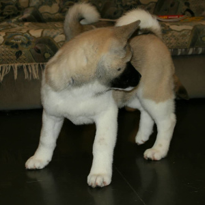 Additional photos: American akita puppy