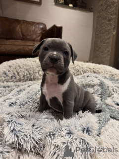 Photo №1. staffordshire bull terrier - for sale in the city of Bordeaux | negotiated | Announcement № 163886