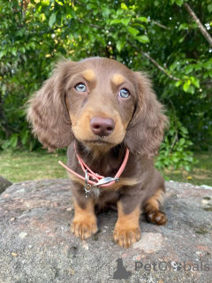 Photo №2 to announcement № 158456 for the sale of dachshund - buy in Italy breeder