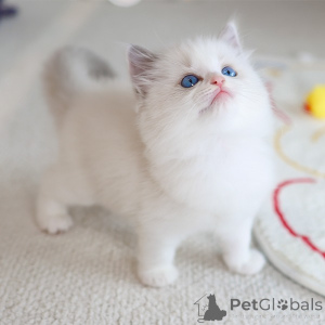 Photo №1. ragdoll - for sale in the city of Cavan | 235$ | Announcement № 152261