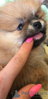 Photo №2 to announcement № 8680 for the sale of pomeranian - buy in Russian Federation private announcement, breeder