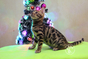 Photo №2 to announcement № 3486 for the sale of bengal cat - buy in Russian Federation from nursery, breeder