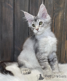 Photo №1. maine coon - for sale in the city of Bellaire | 550$ | Announcement № 161777