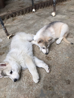 Photo №3. Healthy Siberian Husky puppies for sale now in Germany. Germany