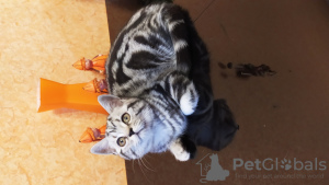 Photo №1. british shorthair - for sale in the city of Yaroslavl | negotiated | Announcement № 8041