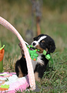 Photo №1. bernese mountain dog - for sale in the city of Драчково | negotiated | Announcement № 69381