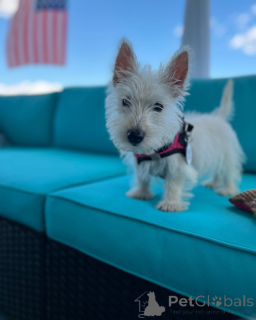 Photo №2 to announcement № 144443 for the sale of scottish terrier - buy in United States breeder