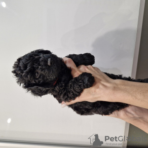 Photo №1. poodle (dwarf) - for sale in the city of Tallinn | negotiated | Announcement № 117295