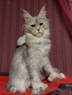 Photo №1. maine coon - for sale in the city of Aston | negotiated | Announcement № 160675