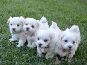 Photo №2 to announcement № 124064 for the sale of maltese dog - buy in Finland private announcement