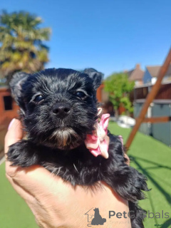 Photo №1. yorkshire terrier - for sale in the city of Estringen | 599$ | Announcement № 175715