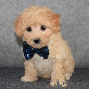 Photo №3. Maltipoo Puppies for sale. Germany