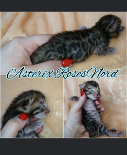 Photo №1. bengal cat - for sale in the city of Murmansk | 469$ | Announcement № 6385