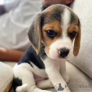 Photo №2 to announcement № 116060 for the sale of beagle - buy in Germany 