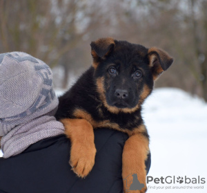 Photo №1. german shepherd - for sale in the city of Kharkov | 800$ | Announcement № 17869
