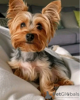 Photo №2 to announcement № 126830 for the sale of yorkshire terrier - buy in France breeder