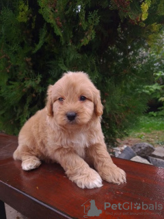 Photo №1. golden retriever - for sale in the city of Vilovo | 317$ | Announcement № 74978