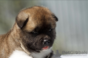 Additional photos: Akita puppies for adoption