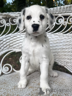 Photo №1. dalmatian dog - for sale in the city of Munich | negotiated | Announcement № 177685