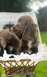 Photo №1. english cocker spaniel - for sale in the city of Флорида Сити | 1000$ | Announcement № 138958