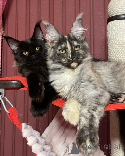 Photo №4. I will sell maine coon in the city of Brighton and Hove. breeder - price - negotiated