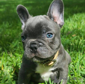 Photo №3. Cute french bulldog puppies available for sale. United Kingdom