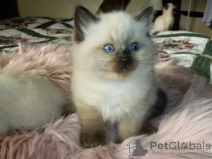 Photo №4. I will sell ragdoll in the city of Jerez de la Frontera. private announcement, breeder - price - 317$