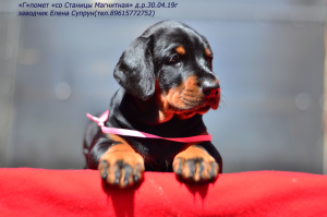 Photo №2 to announcement № 2524 for the sale of dobermann - buy in Russian Federation from nursery