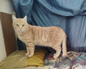Photo №3. Cheerful Percy. Belarus