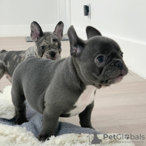 Photo №1. french bulldog - for sale in the city of Berlin | 317$ | Announcement № 70915