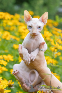 Photo №2 to announcement № 11479 for the sale of sphynx-katze - buy in Belarus from nursery, breeder