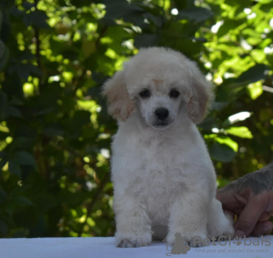 Additional photos: Miniature white Poodles