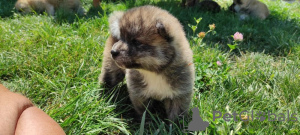 Photo №2 to announcement № 14333 for the sale of akita - buy in Kazakhstan private announcement, breeder