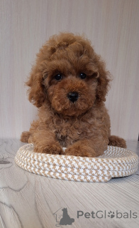 Photo №3. Poodle Toy/small miniature. Belarus
