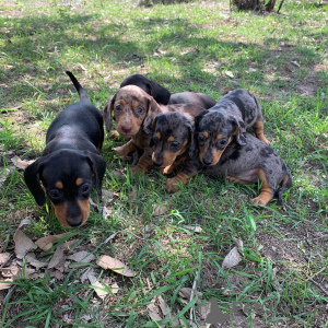 Photo №1. dachshund - for sale in the city of Berlin | Is free | Announcement № 125083