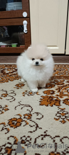 Photo №4. I will sell pomeranian in the city of Leipzig. private announcement - price - 380$