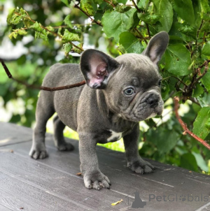 Photo №2 to announcement № 136241 for the sale of french bulldog - buy in United States breeder